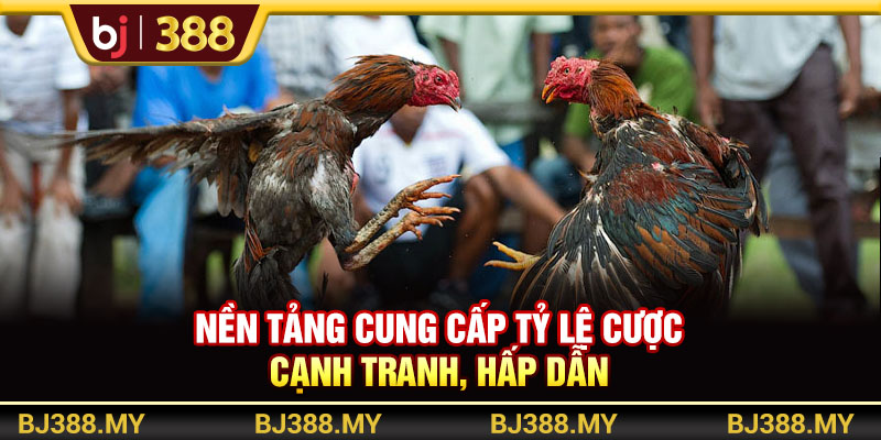 Tận Hưởng Livestream Đá Gà Cực Mãn Nhãn Tại Nền Tảng BJ388 3 https://m-bj388.com Nền tảng cung cấp tỷ lệ cược cạnh tranh, hấp dẫn