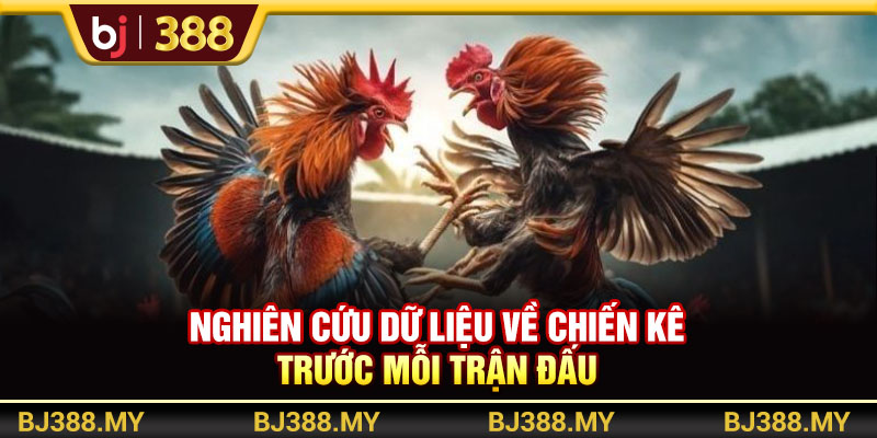 Đá Gà Trực Tiếp Và Bí Quyết Thắng Lớn Tại BJ388 4 https://m-bj388.com Nghiên cứu dữ liệu về chiến kê trước mỗi trận đấu