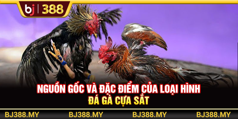 Đá Gà Cựa Sắt Gay Cấn Với Tỷ Lệ Cược Cao Tại Nhà Cái BJ388 2 https://m-bj388.com Nguồn gốc và đặc điểm của loại hình đá gà cựa sắt