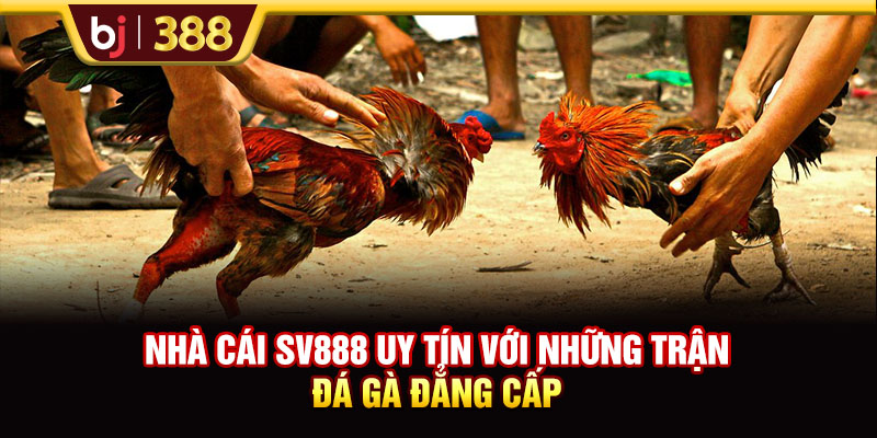 Nhà Cái SV888 Uy Tín Với Những Trận Đá Gà Đẳng Cấp 1 https://m-bj388.com Nhà Cái SV888 Uy Tín Với Những Trận Đá Gà Đẳng Cấp