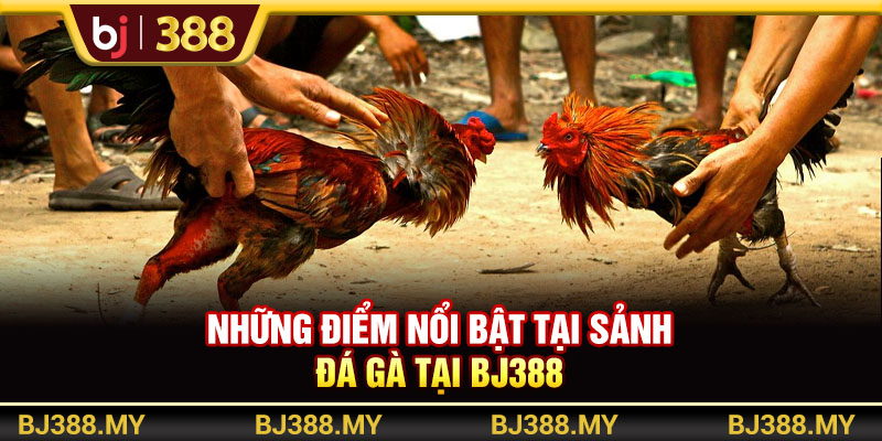 Đá Gà Hôm Nay BJ388 Và Bí Quyết Săn Thưởng Cực Đỉnh 2 https://m-bj388.com Những điểm nổi bật tại sảnh đá gà BJ388