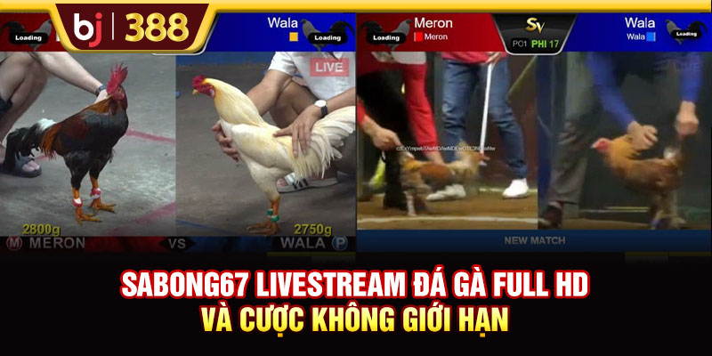 SABONG67 Livestream Đá Gà Full HD Và Cược Không Giới Hạn 1 https://m-bj388.com SABONG67 Livestream Đá Gà Full HD Và Cược Không Giới Hạn