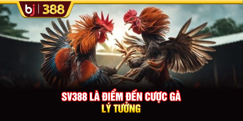 Trải Nghiệm SV388 Đấu Gà Trực Tuyến Đặc Sắc Hàng Đầu 2 https://m-bj388.com SV388 là điểm đến cược gà lý tưởng