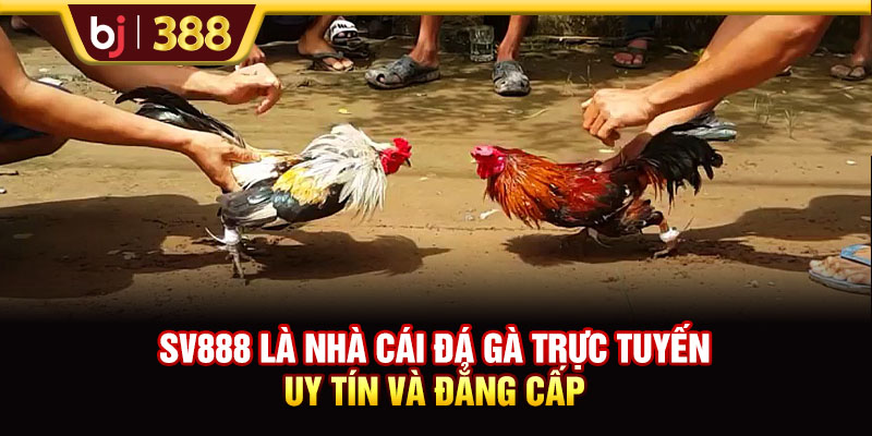 Nhà Cái SV888 Uy Tín Với Những Trận Đá Gà Đẳng Cấp 2 https://m-bj388.com SV888 là nhà cái đá gà trực tuyến uy tín và đẳng cấp
