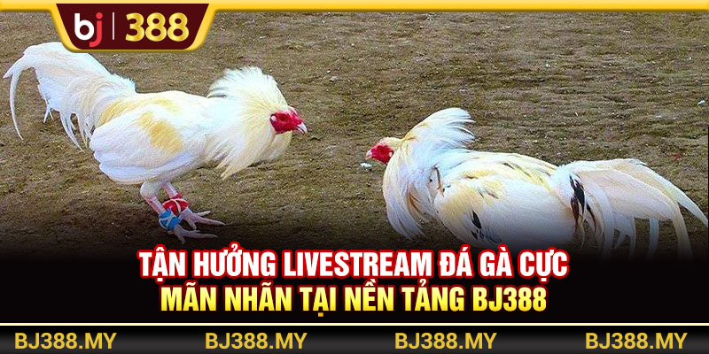 Tận Hưởng Livestream Đá Gà Cực Mãn Nhãn Tại Nền Tảng BJ388 1 https://m-bj388.com Tận Hưởng Livestream Đá Gà Cực Mãn Nhãn Tại Nền Tảng BJ388