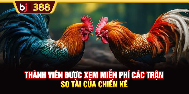 Trực Tiếp Đá Gà C3 Hôm Nay Tốc Độ Cao, Hình Ảnh Full HD 3 https://m-bj388.com Thành viên được xem miễn phí cá trận so tài của chiến kê