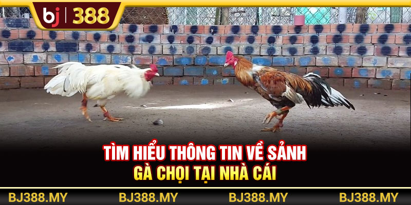 Gà Chọi BJ388 Xanh Chín Với Trận Đấu Hấp Dẫn, Thưởng Cao 2 https://m-bj388.com Tìm hiểu thông tin về sảnh gà chọi tại nhà cái