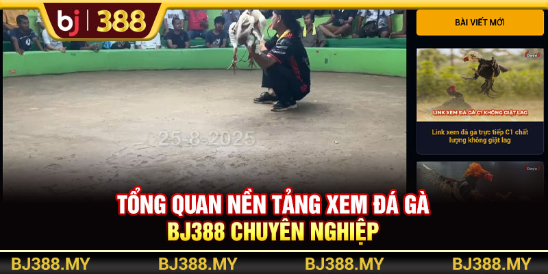 Xem Đá Gà BJ388 - Nền Tảng Đá Gà Trực Tuyến Chuyên Nghiệp 2 https://m-bj388.com Tổng quan nền tảng xem đá gà BJ388 chuyên nghiệp