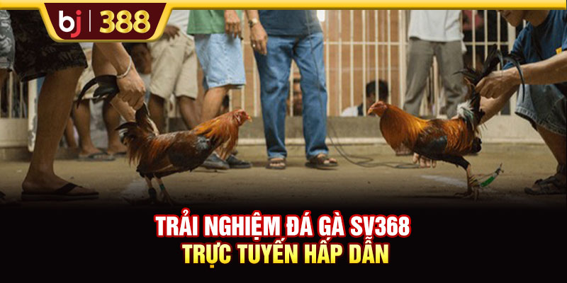 Đá Gà SV368 Livestream Full HD Hơn 500 Trận Đấu Mỗi Tuần 2 https://m-bj388.com Trải nghiệm đá gà SV368 trực tuyến hấp dẫn