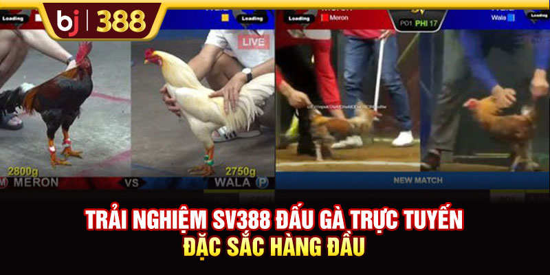 Trải Nghiệm SV388 Đấu Gà Trực Tuyến Đặc Sắc Hàng Đầu 1 https://m-bj388.com Trải Nghiệm SV388 Đấu Gà Trực Tuyến Đặc Sắc Hàng Đầu