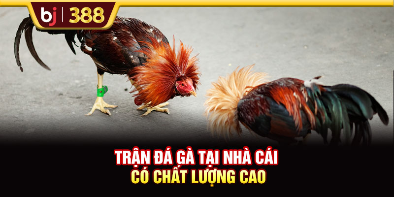 BJ39 Hấp Dẫn, Xanh Chín Với Hơn 200+ Trận Đấu Đá Gà 3 https://m-bj388.com Trận đá gà tại nhà cái có chất lượng cao
