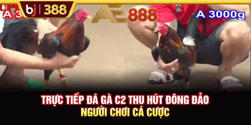 Trực Tiếp Đá Gà C2 Với Các Trận Đấu Thu Hút Và Kịch Tính 2 https://m-bj388.com Trực tiếp đá gà C2 thu hút đông đảo người chơi cá cược