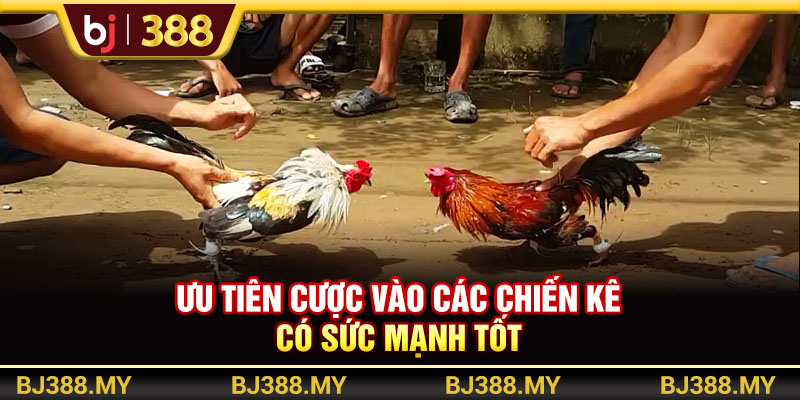 Chọn Gà Cựa Sắt BJ388 - Bí Quyết Chiến Thắng Cho Thành Viên 3 https://m-bj388.com Ưu tiên chiến kê được huấn luyện bài bản