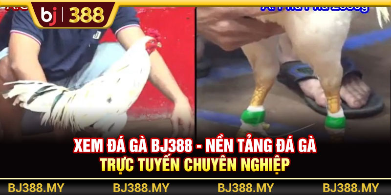 Xem Đá Gà BJ388 - Nền Tảng Đá Gà Trực Tuyến Chuyên Nghiệp 1 https://m-bj388.com Xem Đá Gà BJ388 - Nền Tảng Đá Gà Trực Tuyến Chuyên Nghiệp