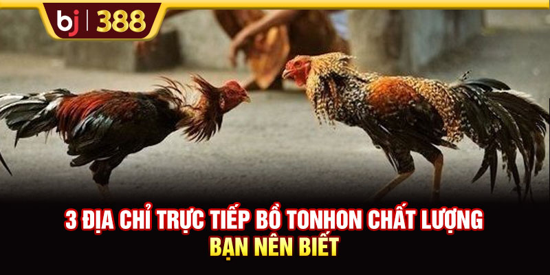 BJ388 Chia Sẻ 3 Địa Chỉ Trực Tiếp Bồ Tonhon Chất Lượng Bạn Nên Biết 1 https://m-bj388.com BJ388 Chia Sẻ 3 Địa Chỉ Trực Tiếp Bồ Tonhon Chất Lượng Bạn Nên Biết
