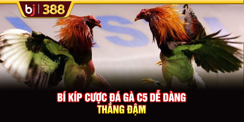 Trải Nghiệm Trực Tiếp Đá Gà C5 Cùng Các Trận Đấu Nảy Lửa 4 https://m-bj388.com Bí kíp cược đá gà C5 dễ dàng thắng đậm