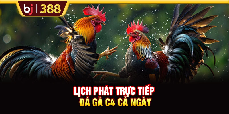 Lịch Trực Tiếp Đá Gà C4 BJ388 Hôm Nay Và Dự Đoán Từ Chuyên Gia 3 https://m-bj388.com Lịch phát trực tiếp đá gà C4 cả ngày