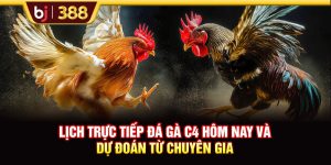 Lịch Trực Tiếp Đá Gà C4 Sabong67 Hôm Nay Và Dự Đoán Từ Chuyên Gia
