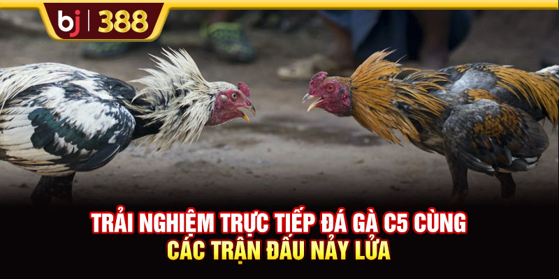 Trải Nghiệm Trực Tiếp Đá Gà C5 Cùng Các Trận Đấu Nảy Lửa 1 https://m-bj388.com Trải Nghiệm Trực Tiếp Đá Gà C5 Cùng Các Trận Đấu Nảy Lửa